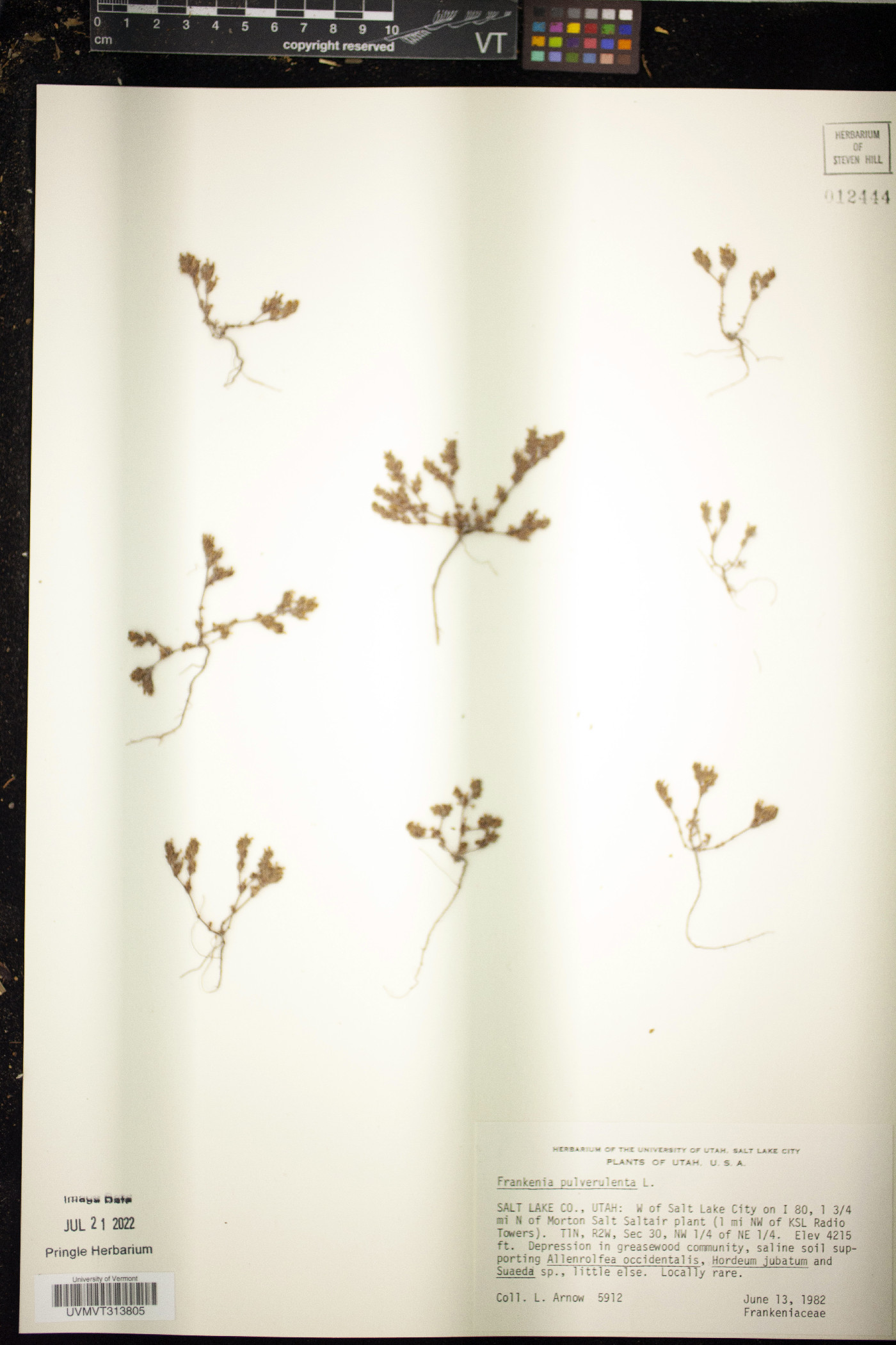 Frankenia pulverulenta image
