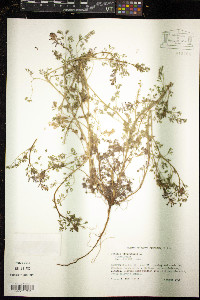 Fumaria officinalis image