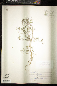 Fumaria officinalis image