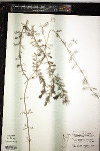 Myriophyllum sibiricum image