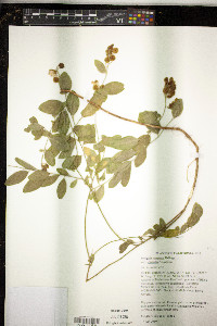 Polygala cornuta image