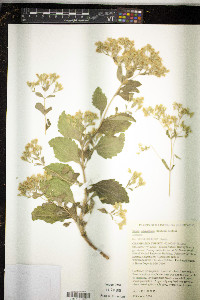Stevia rebaudiana image