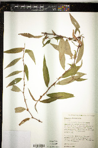 Polygonum odoratum image