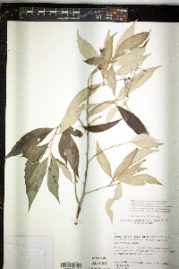 Image of Argophyllum nullumense