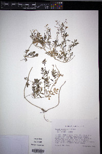 Rorippa sylvestris image