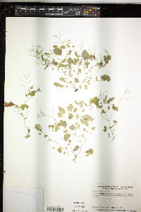 Cardamine flexuosa image