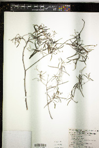 Tournefortia volubilis image