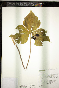 Trillium erectum image