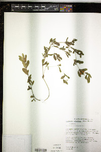 Dyschoriste oblongifolia image