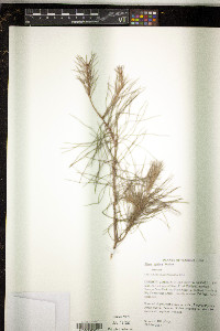 Pinus glabra image