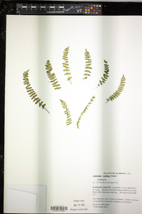 Asplenium resiliens image