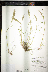 Poa bulbosa image