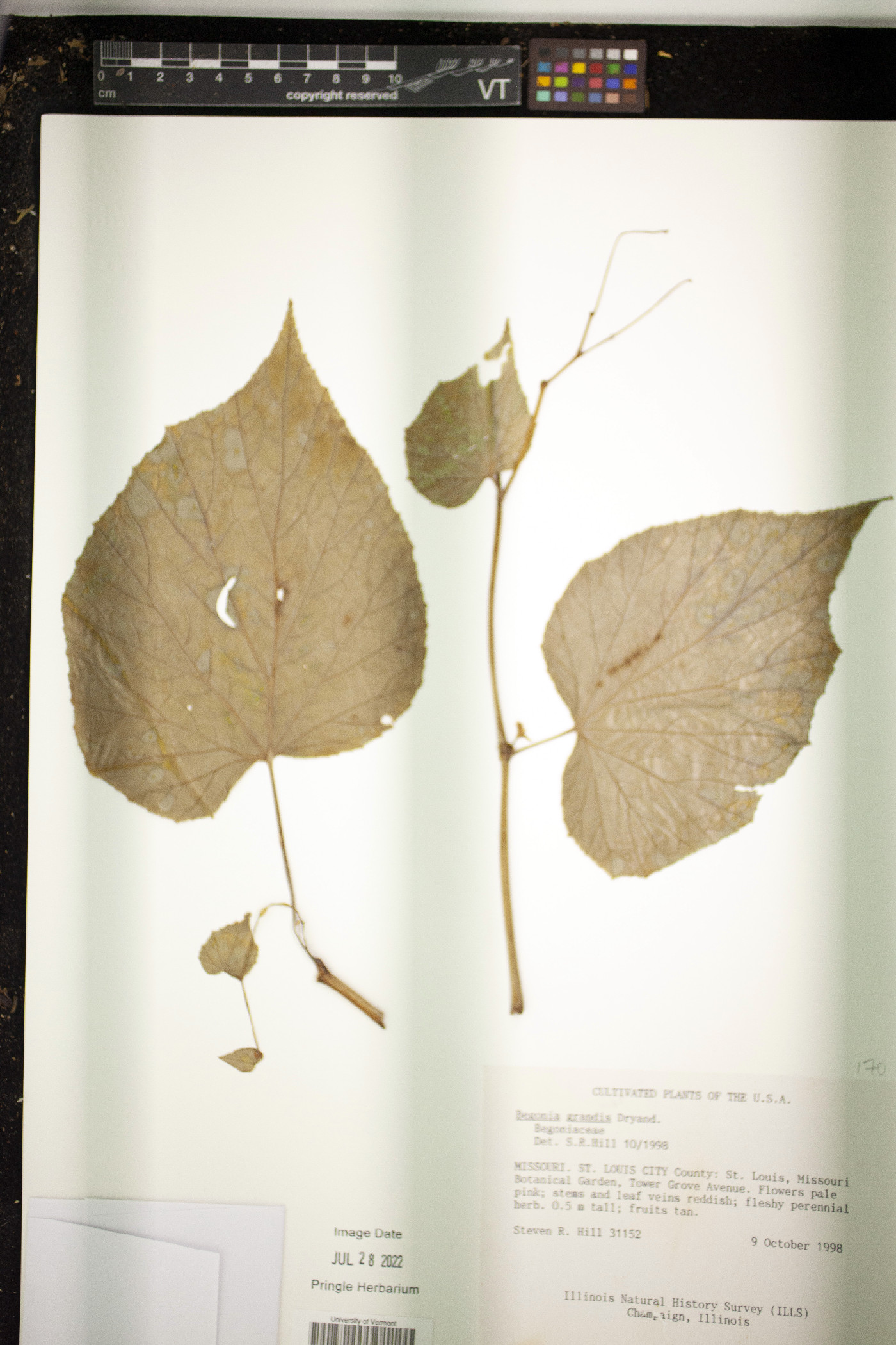 Begonia grandis image