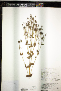 Sabatia angularis image