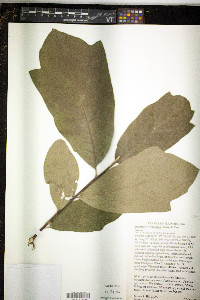 Quercus × tridentata image