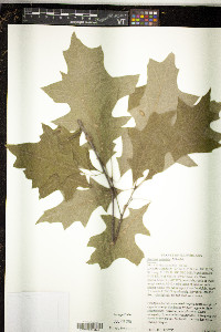 Quercus palustris image