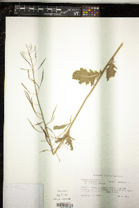 Brassica oleracea image