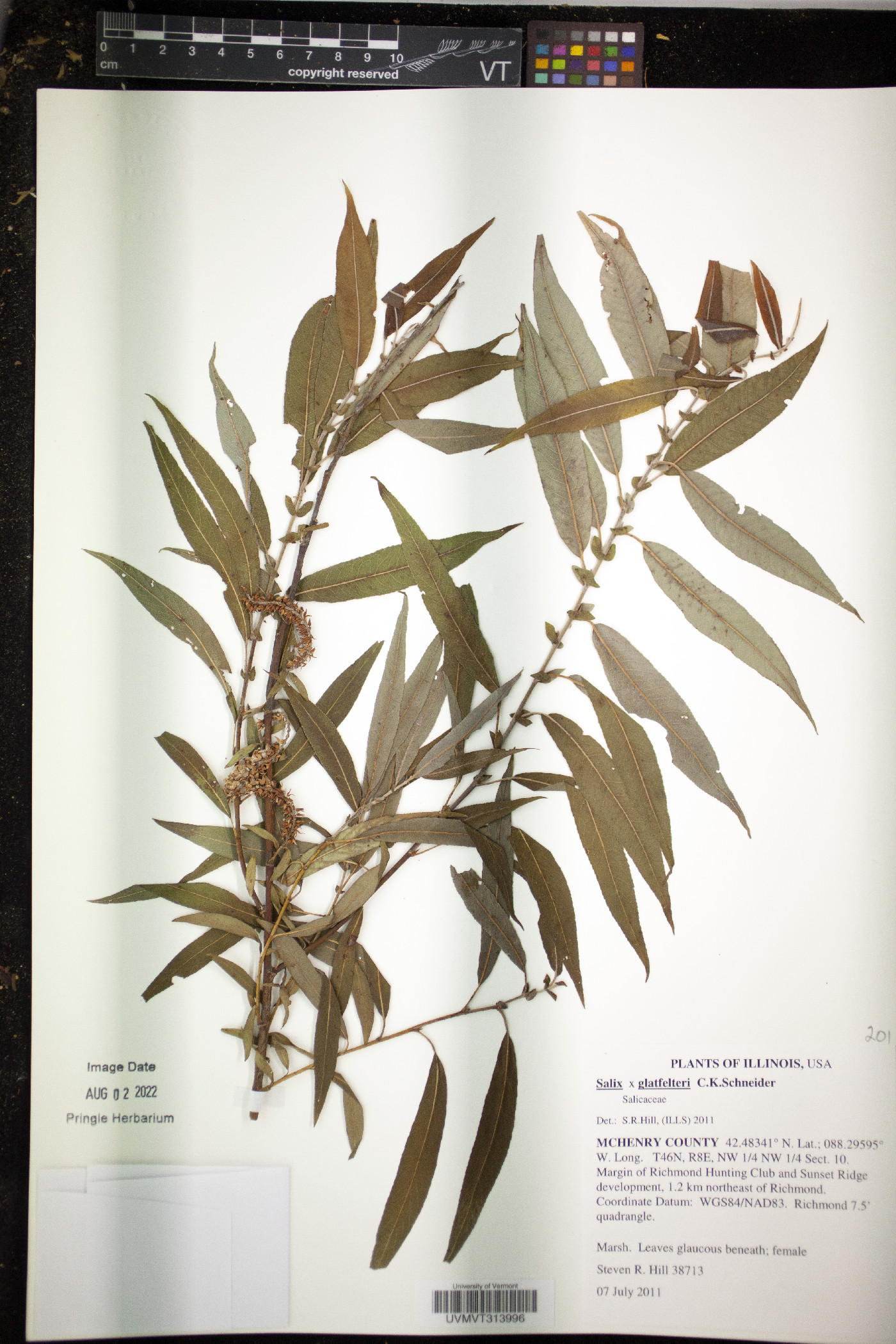 Salix × glatfelteri image