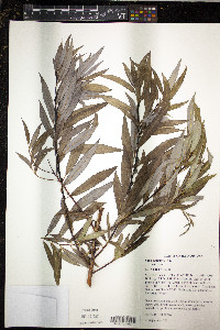 Salix petiolaris image