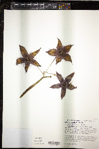 Stapelia grandiflora image