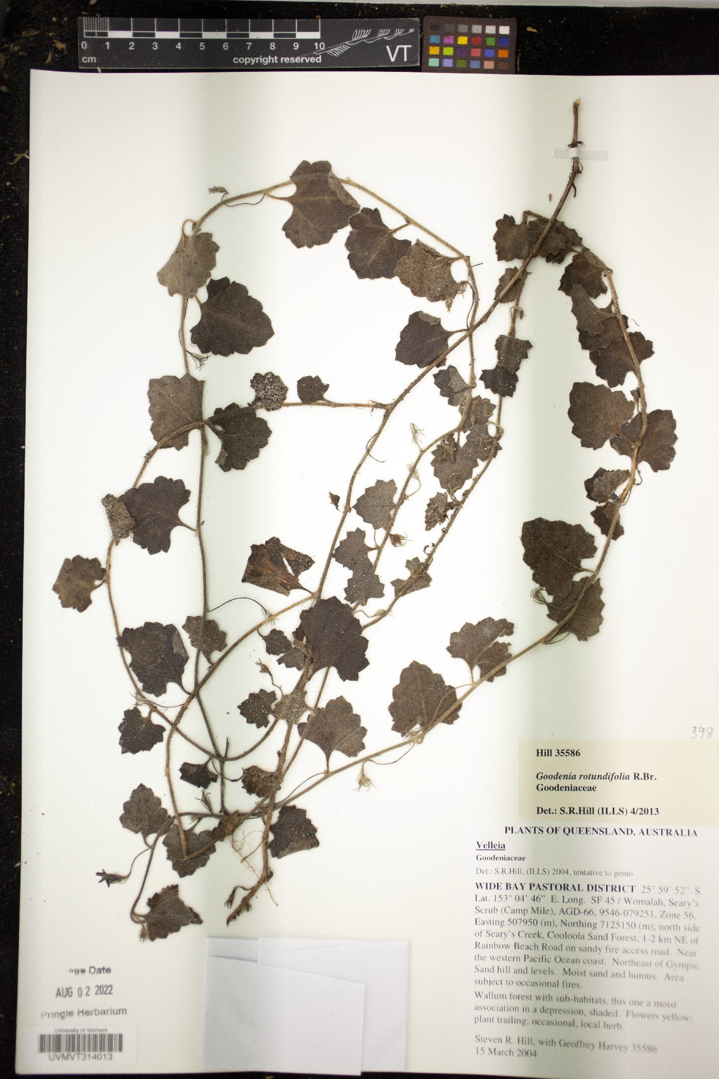 Goodenia rotundifolia image