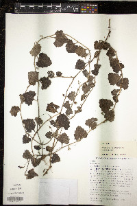 Image of Goodenia rotundifolia