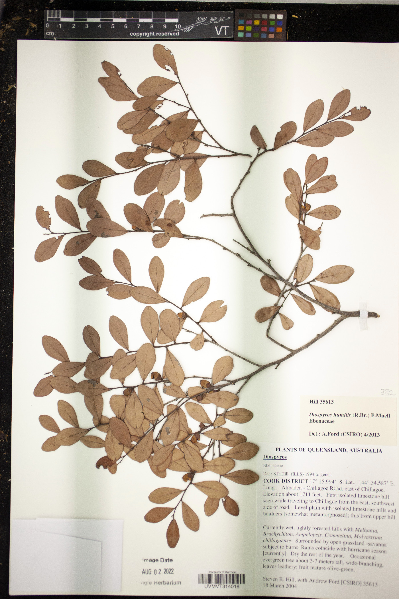 Diospyros humilis image