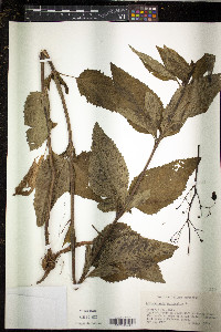 Scrophularia marilandica image