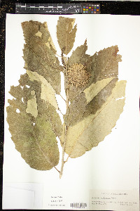 Castanea mollissima image