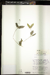 Synedrella nodiflora image