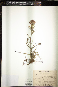 Castilleja indivisa image