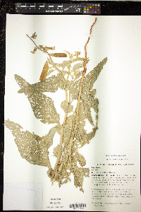 Crotalaria verrucosa image