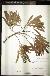 Image of Acacia baeuerlenii