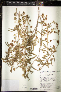 Mimosa polycarpa image