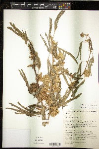 Mimosa polycarpa image