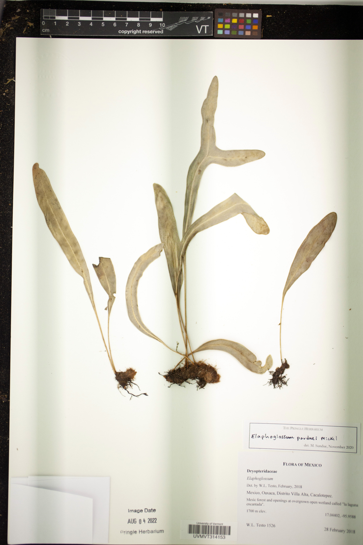 Elaphoglossum parduei image