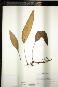 Elaphoglossum seminudum image