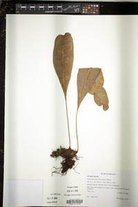 Elaphoglossum leebrowniae image
