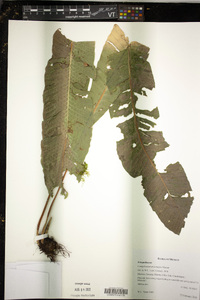 Campyloneurum tenuipes image