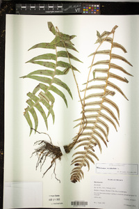 Blechnum occidentale image