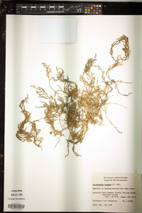 Selaginella oregana image
