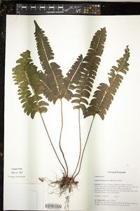 Lindsaea lancea image