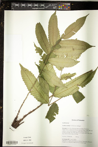 Cyathea stolzei image