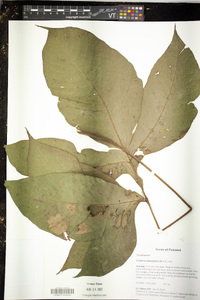 Image of Tectaria antioquiana