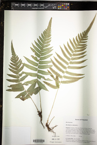 Blechnum occidentale image