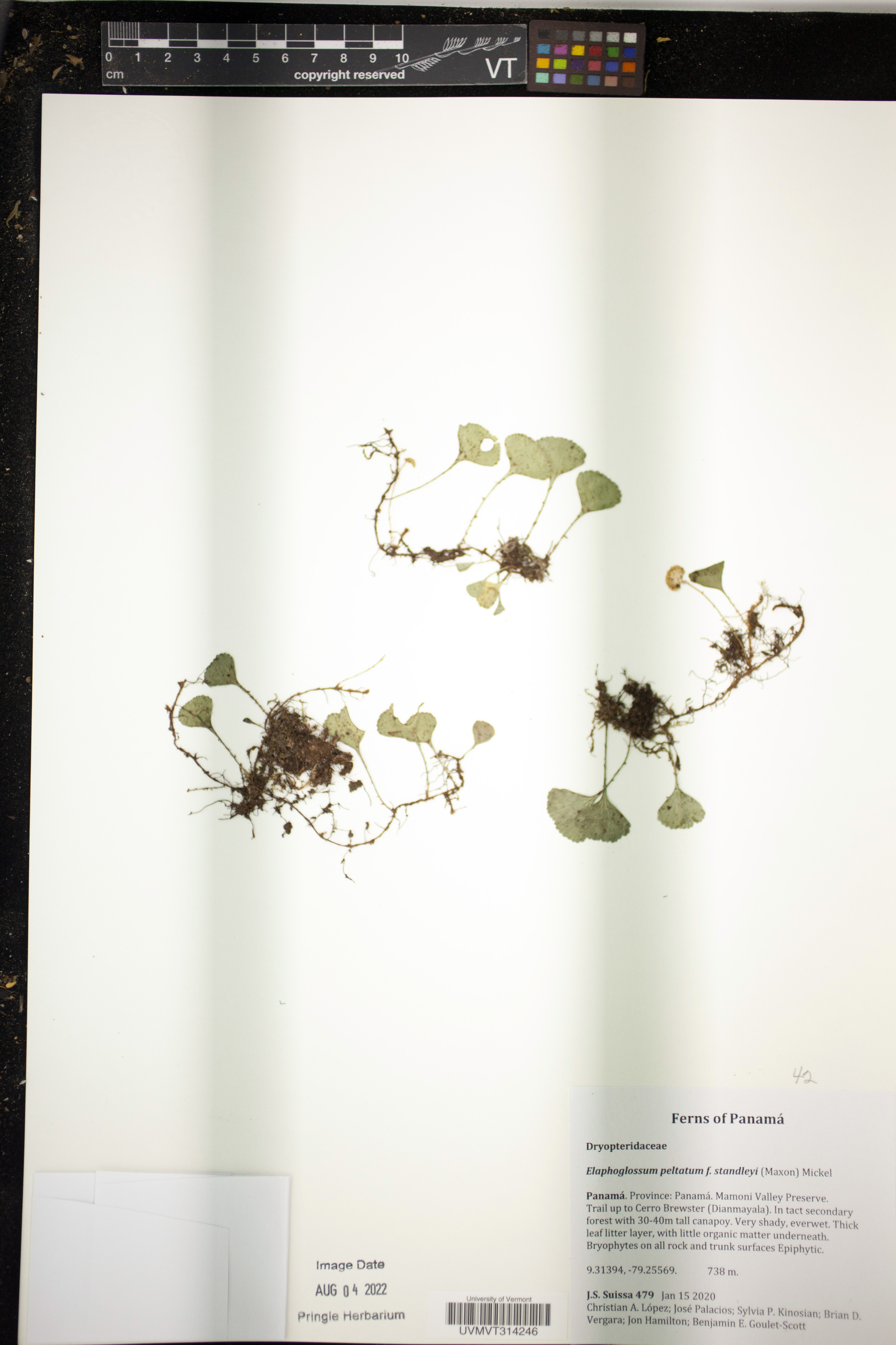 Elaphoglossum peltatum f. standleyi image