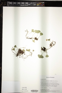Elaphoglossum peltatum f. standleyi image