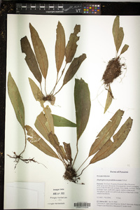 Elaphoglossum pseudoboryanum image