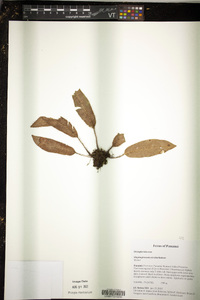 Elaphoglossum atrobarbatum image