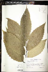 Castanea dentata image